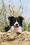 BORDER COLLIE 507